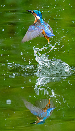 Malachite Kingfisher Splash Reflections --- Larry Kennedy