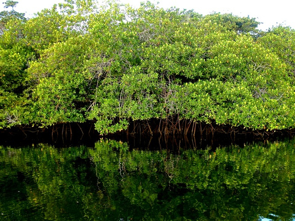 Mangrove Beauty Butterfield