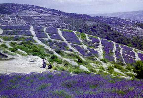 Fields of  Lavender -- Larry Kennedy