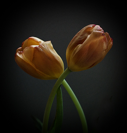 Tulips - cherry williams