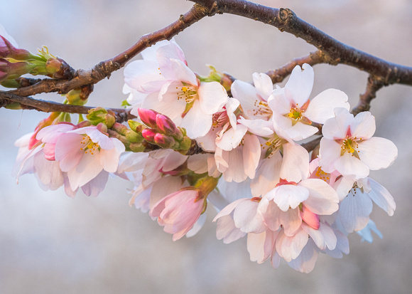 Cherry Blossoms_SueDay