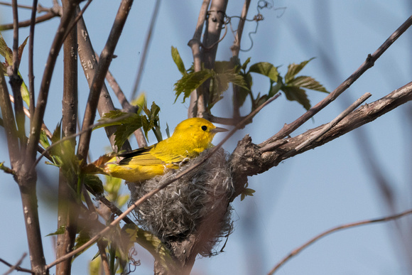 Yellow Warbler on the Nest Mark Collins
