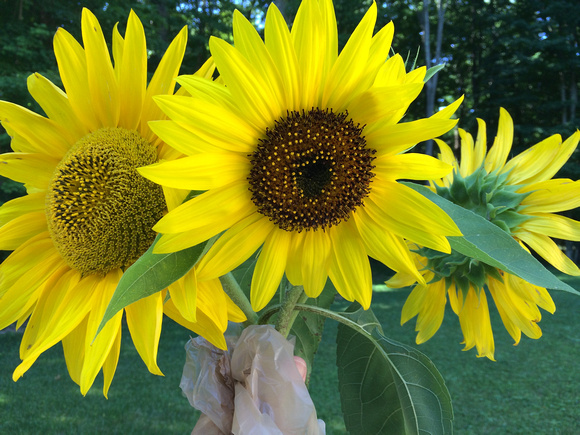 Sunflowers--Martha Morss