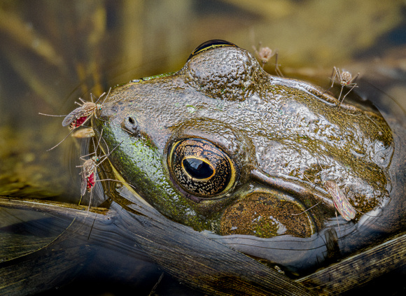 Frog in smallest vernal pool attacked by Frog-Biting Mosquitoes-Jay Heiser