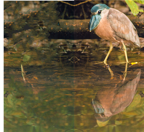 Blue Billed Heron & Reflection--- Larry Kennedy