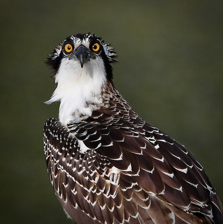 Bad Hair Day - Dennis Roush.