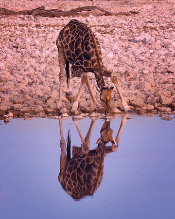 7-1-22-Giraffe-at-Water-w-Reflection-R-Kayne