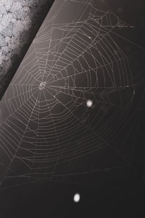 Dewey Morning Spider Web - La Follette, Ash