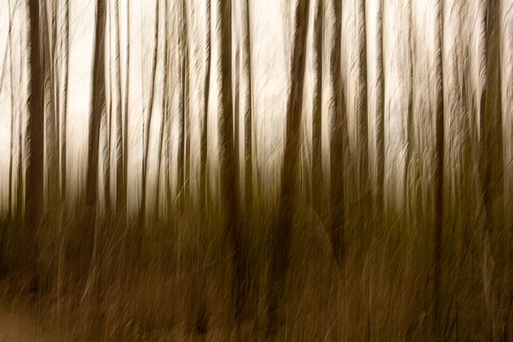 A Walk in the Woods-Carol Shurlow