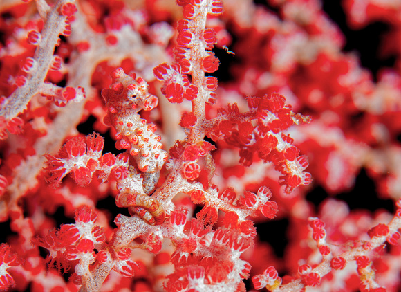 pygmy seahorse (Komodo)- Audrey Begun