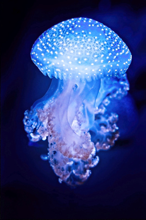 Speckled Jellyfish - Rick Barteldt