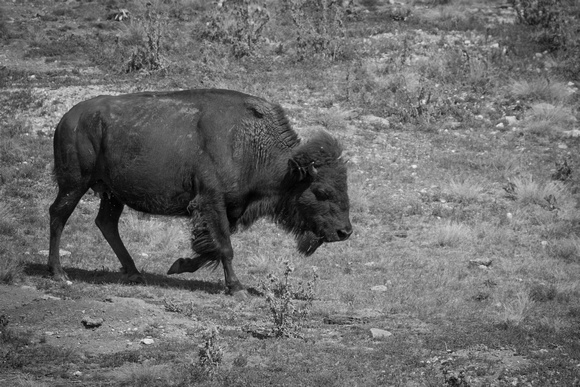 Buffalo in TR NP Kathy Wagner