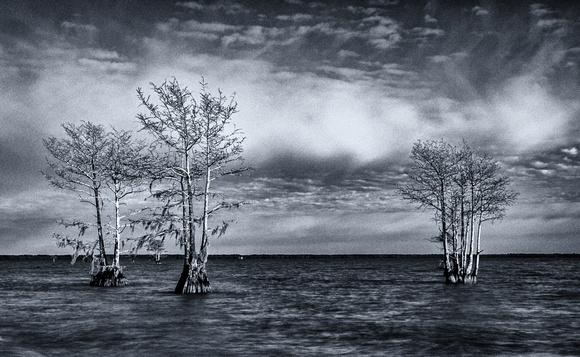 Three Trees - Kathryn Kempke_