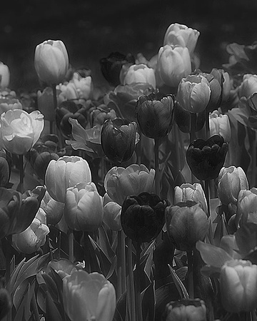 Black and White Tulips - Sharon Telatnik