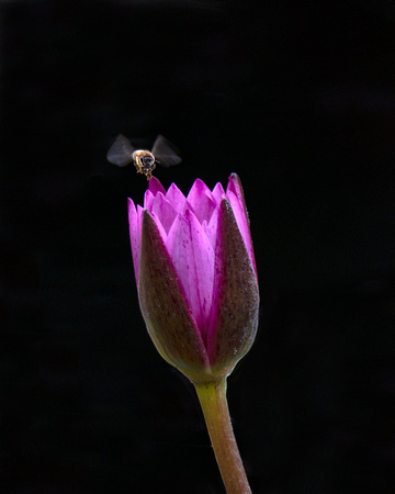 bee and water lily - Audrey  Begun  ABN_6048 v 2