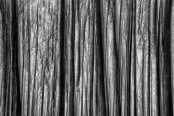 Forest in Black and White - Sharon Telatnik