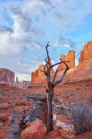 Desert tree - Gerry Allen