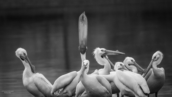 American White Pelican B&W   Rick Schnuerer