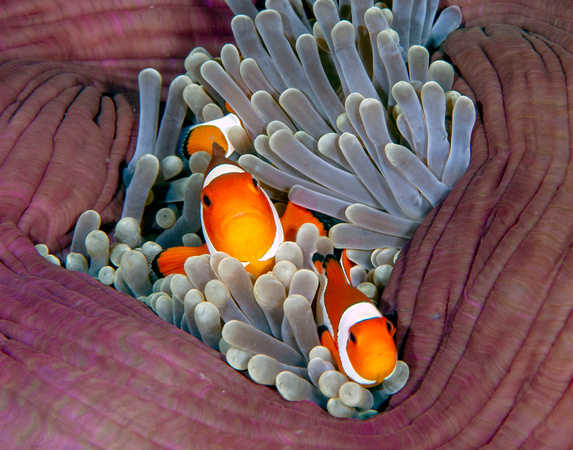 clownfish in folded anemone-Audrey Begun_ Sulawesi 3 DSC_7744