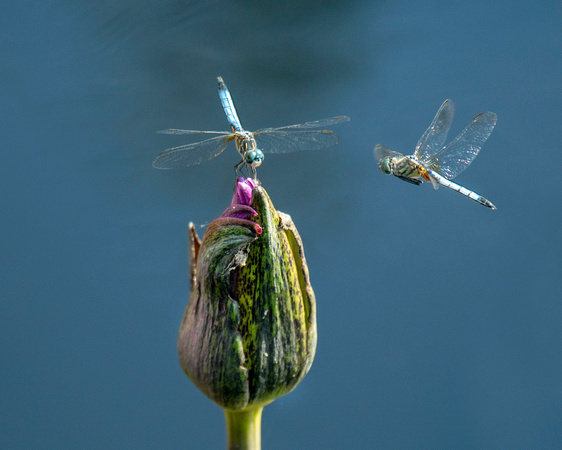 two dragonflies at water lily bud-Audrey Begun_ Naples ABN_9113