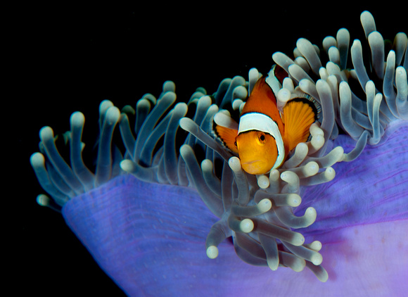 clown anemone fish - Audrey Begun Pulau Weh AUD_8890