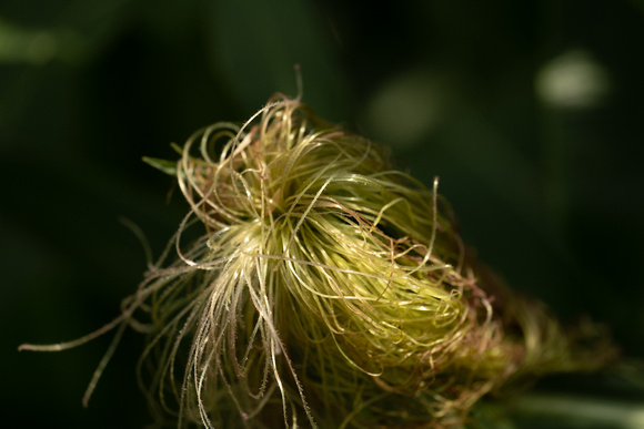 Corn Silk-Kathy Wagner