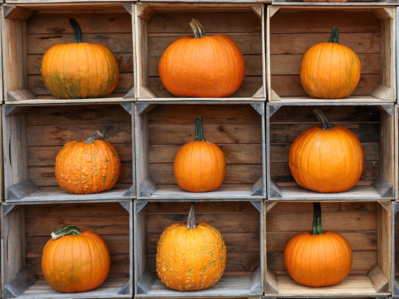 Tic Tac Toe Pumpkins, Karen Scott