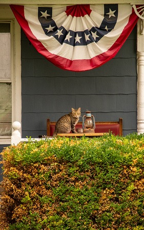 Historic Cat - Fohl