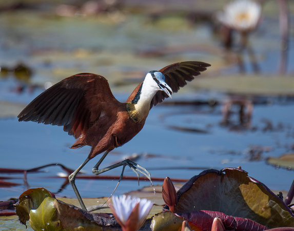 Jacana running late -Audrey Begun_ABN4911