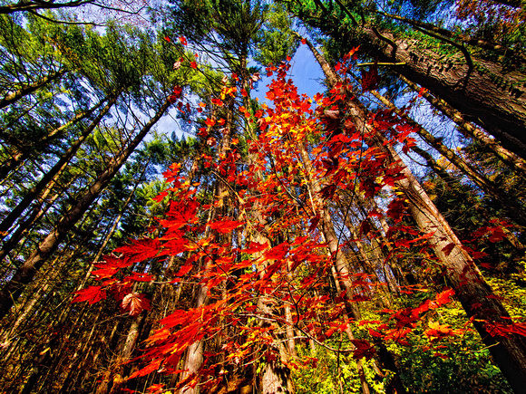 Fall Colors-Ted Stone