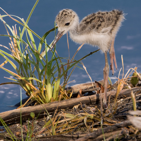 BLACK NECK STILTS CHICKS           Denny Souers