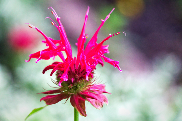 Bee Balm by Donnie Robertson IMG_1778