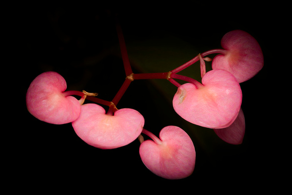 Pink Hearts Franklin Park-Gerry Allen