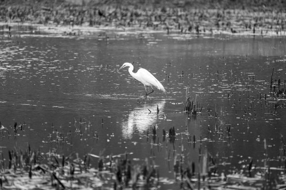 Dinner on the Pond Erickson