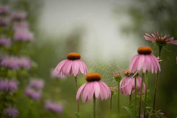 Coneflowers-Kathy Wagner