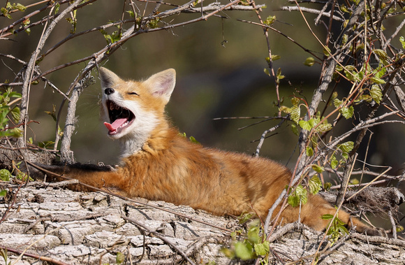 Time For a Nap, Karen Scott