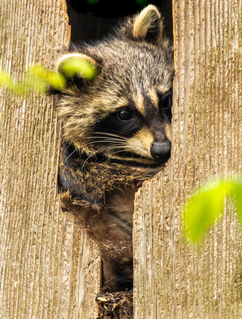 Peek a Boo-Carol Shurlow