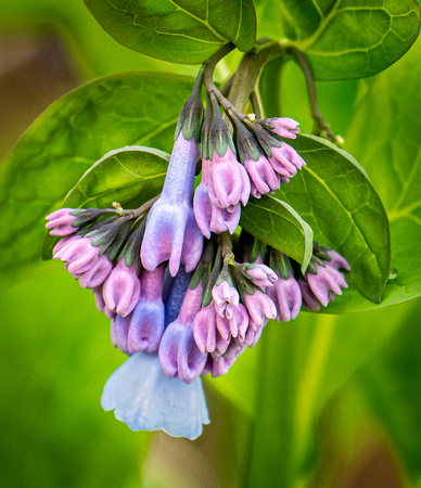 Bluebells of Spring-Carol Shurlow