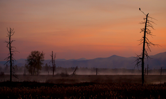 Early Morning Mist_Laurie Stevenson