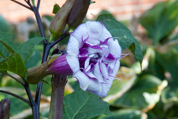 Trumpet Flower --- Larry Kennedy