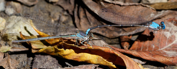 Blue-fronted Dancers-Jay Heiser