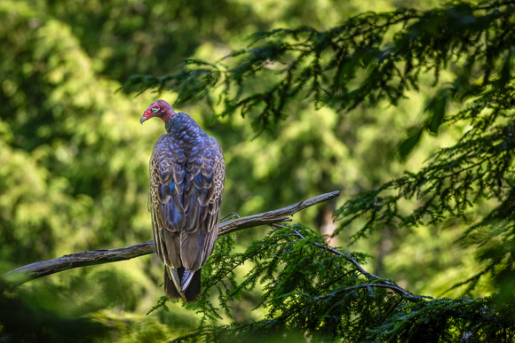 Patiently Waiting ~ Jessica Sims