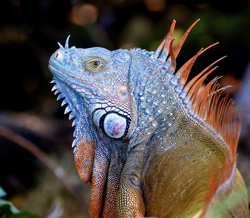 Beast of the Mangrove, Karen Scott