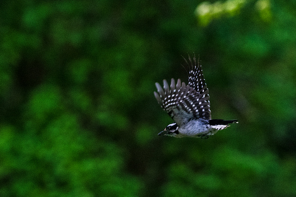 Downey Woodpecker Mark Collins