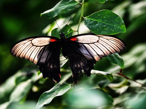 Butterfly-Ted Stone