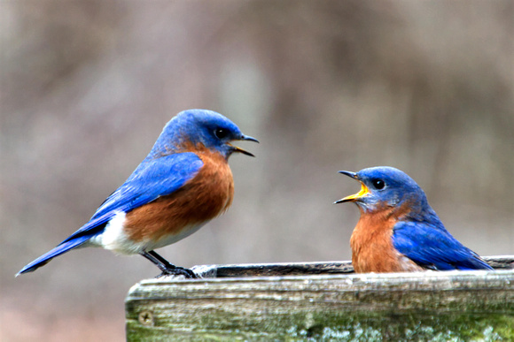 Blue Birds by Donnie Robertson IMG_2848