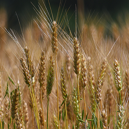 Ohio Wheat - Sharon Telatnik