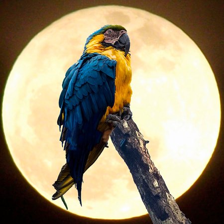 Macaw on Moon-Bruce Goldsmith