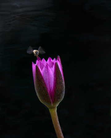 bee and water lily - Audrey  Begun  ABN_6048