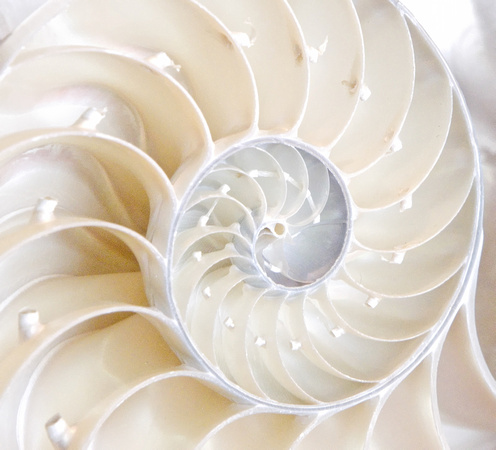 Nautilus Half-Shell Spiral Curve - Rick Barteldt